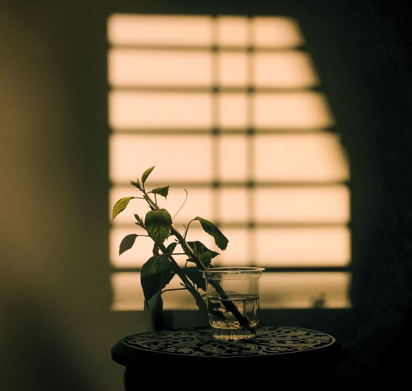 A small plant cutting in a glass of water on a softly lit table.